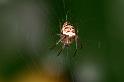 Zilla_diodia_D6063_Z_90_Les Gris_Frankrijk